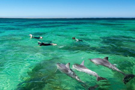 Swim with Dolphins